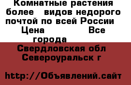 Комнатные растения более200видов недорого почтой по всей России › Цена ­ 100-500 - Все города  »    . Свердловская обл.,Североуральск г.